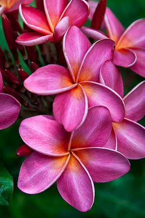 Pink Plumerias by Christian Del Rosario