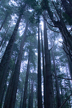california redwoods