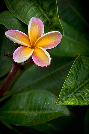 Yellow Plumeria by Christian Del Rosario