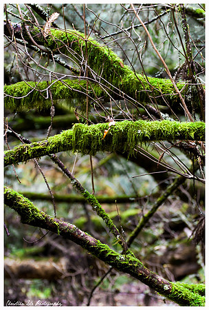 muir woods moss