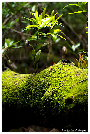 a new beginning, muir woods
