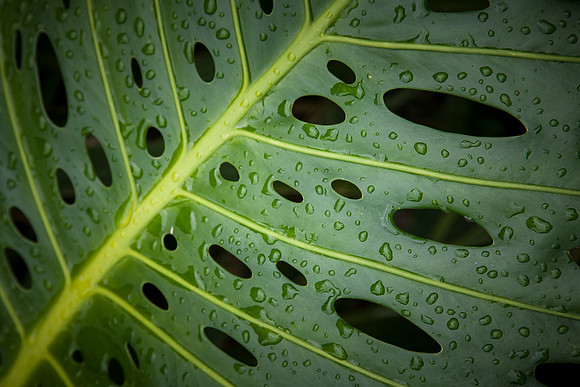 Raindrops in Kauai by Christian Del Rosario