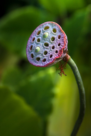 Lotus Pod by Christian Del Rosario