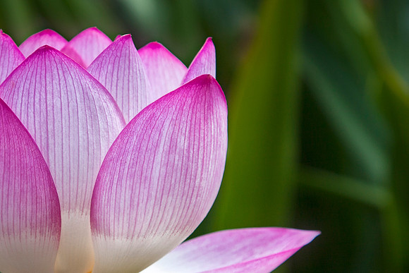 Mid Lotus by Christian Del Rosario