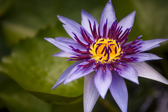 Lotus' Full Bloom by Christian Del Rosario