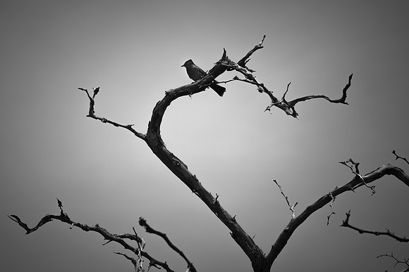 Bird Silhoutte by Christian Del Rosario