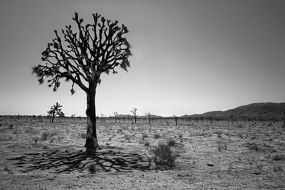 Burnt Joshua Tree by Christian Del Rosario