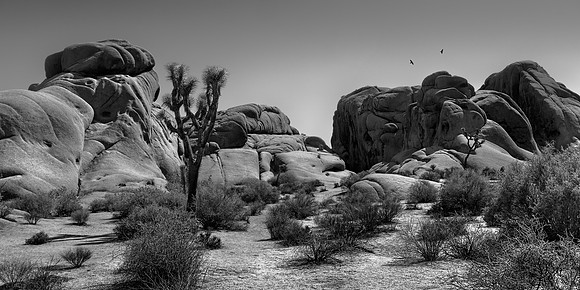 Joshua Tree Landscape by Christian Del Rosario