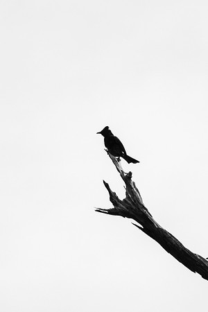 Black Bird by Christian Del Rosario
