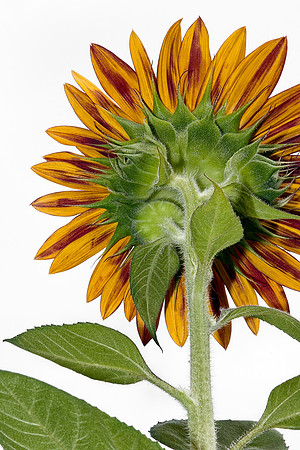 Sunflower of Honua Lani by Christian Del Rosario