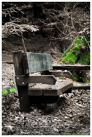 muir woods bench
