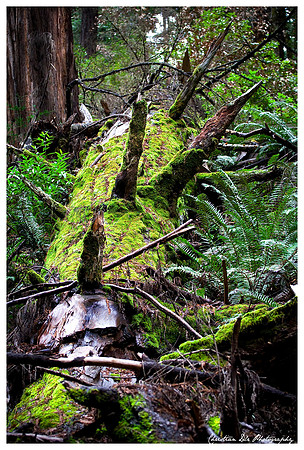 a fallen trunk, muir woods