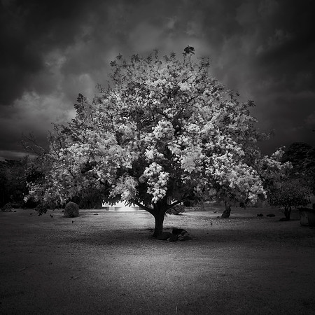 Koloa Tree by Christian Del Rosario