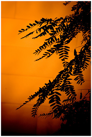 disney concert hall - fern tree