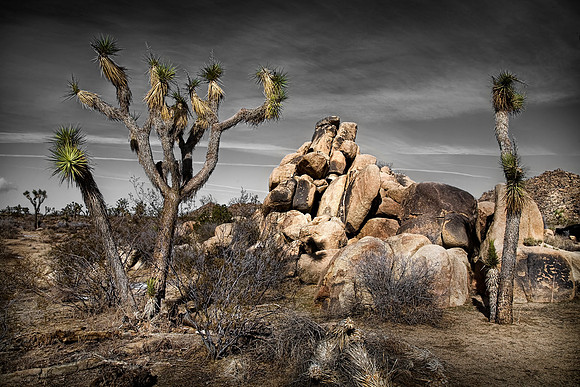 joshua tree national park