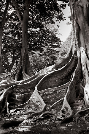 Jurassic Figs of Allerton Gardens by Christian Del Rosario