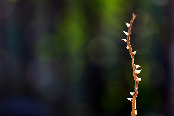 Orchid Bud of Honua Lani Gardens