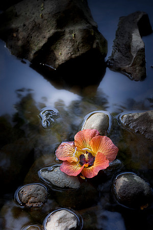 Hau Bush Flower by Christian Del Rosario