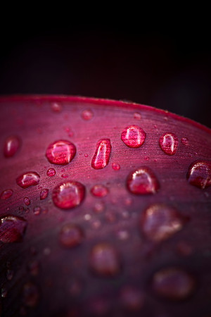 Raindrops at Honua Lani Gardens by Christian Del Rosario