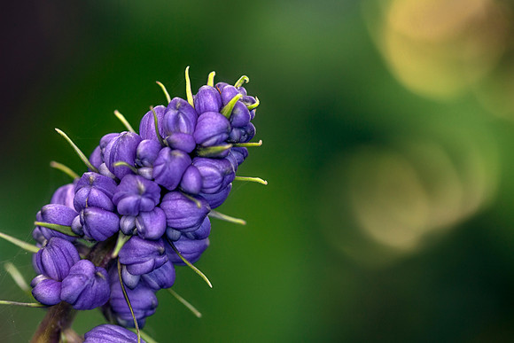 Purple Ginger of Honua Lani Gardens by Christian Del Rosario