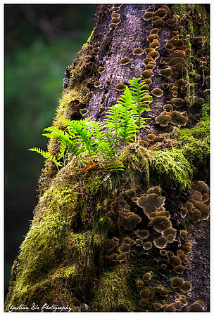 tree fern & moss, muir woods