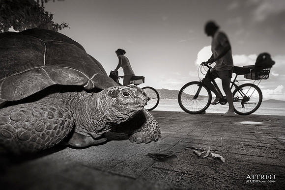 Turtoise and bikes by Christian Del Rosario