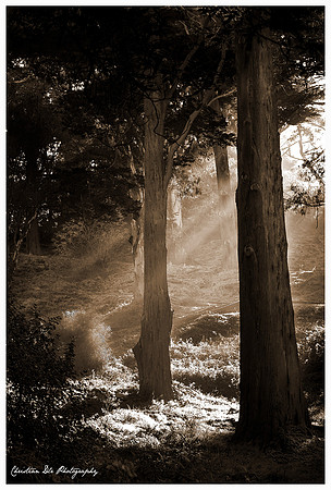 buena vista park, SF