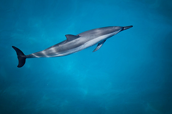 Dolphin on the Napali Coast of Kauai by Christian Del Rosario